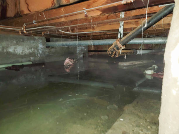 Best Flood damage cleanup  in Plum, PA