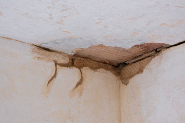 Best Professional water damage repair  in Plum, PA